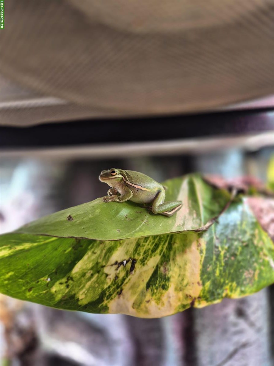 Bild 2: 3x Hyla Cinerea 1.2 Laubfrösche zu verkaufen