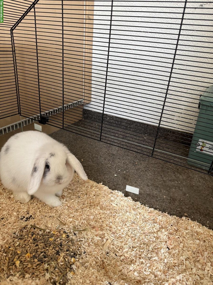 Zwergwidder Kaninchen, 4 Monate alt, Mädchen Hase