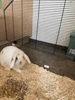 Zwergwidder Kaninchen, 4 Monate alt, Mädchen Hase