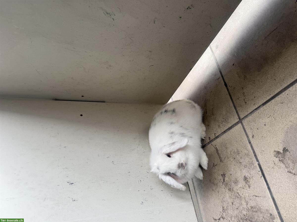 Bild 2: Zwergwidder Kaninchen, 8 Monate alt, Mädchen Hase