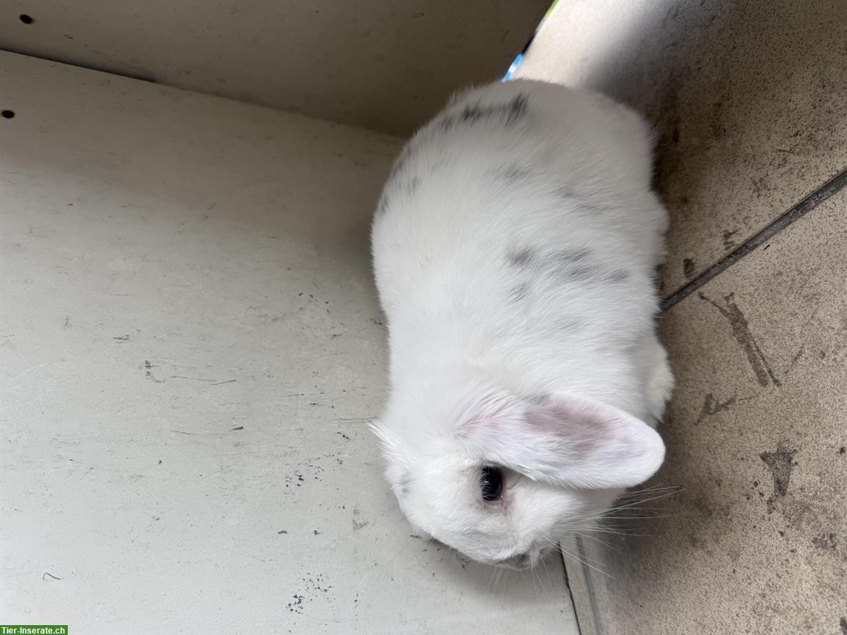 Bild 3: Zwergwidder Kaninchen, 8 Monate alt, Mädchen Hase