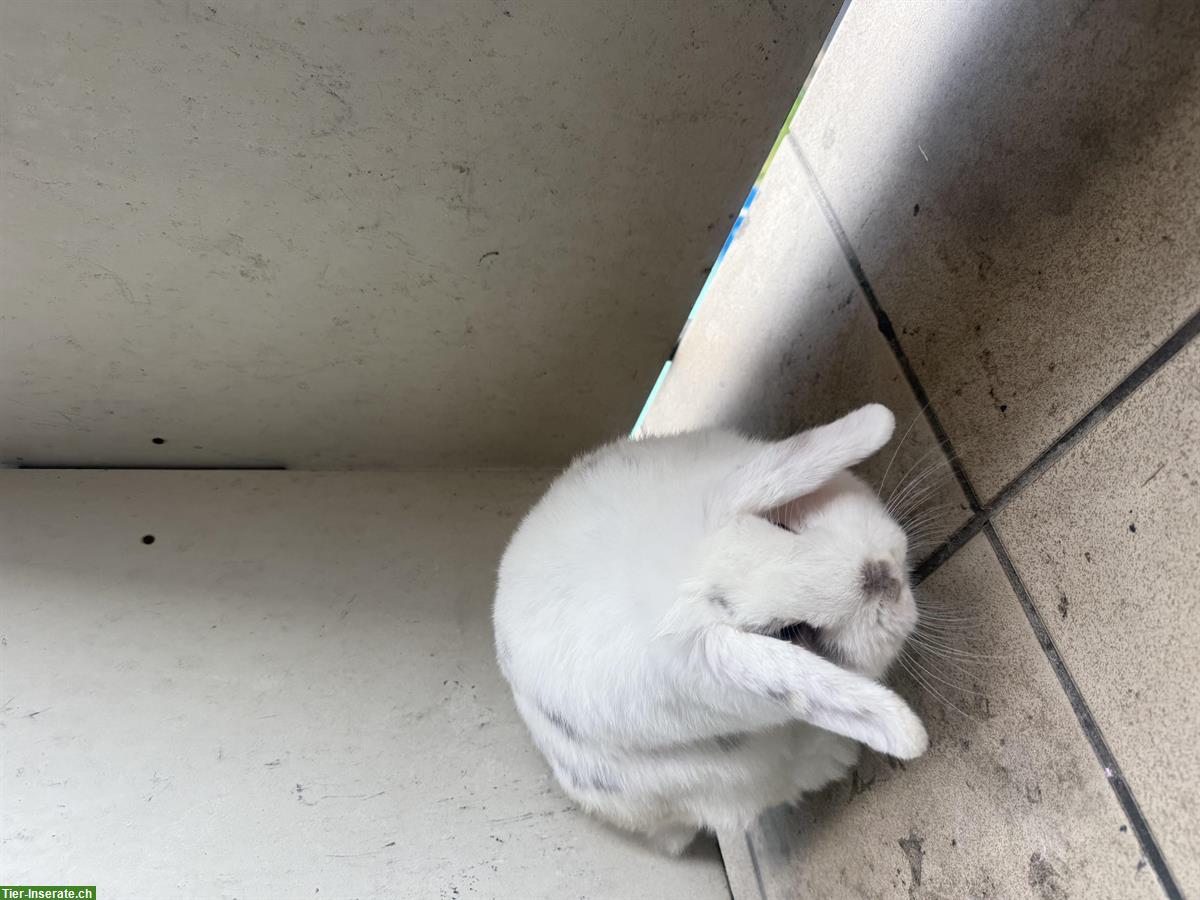 Bild 4: Zwergwidder Kaninchen, 8 Monate alt, Mädchen Hase