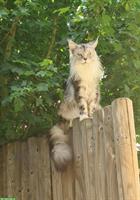 Grauer Maine Coon Kater vermisst, Freienwil AG