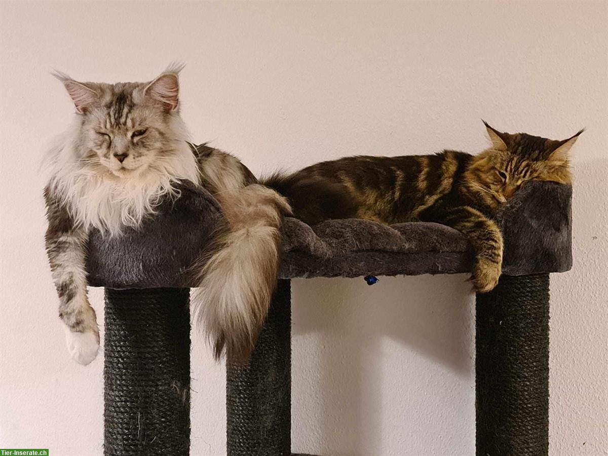 Bild 2: Grauer Maine Coon Kater vermisst, Freienwil AG