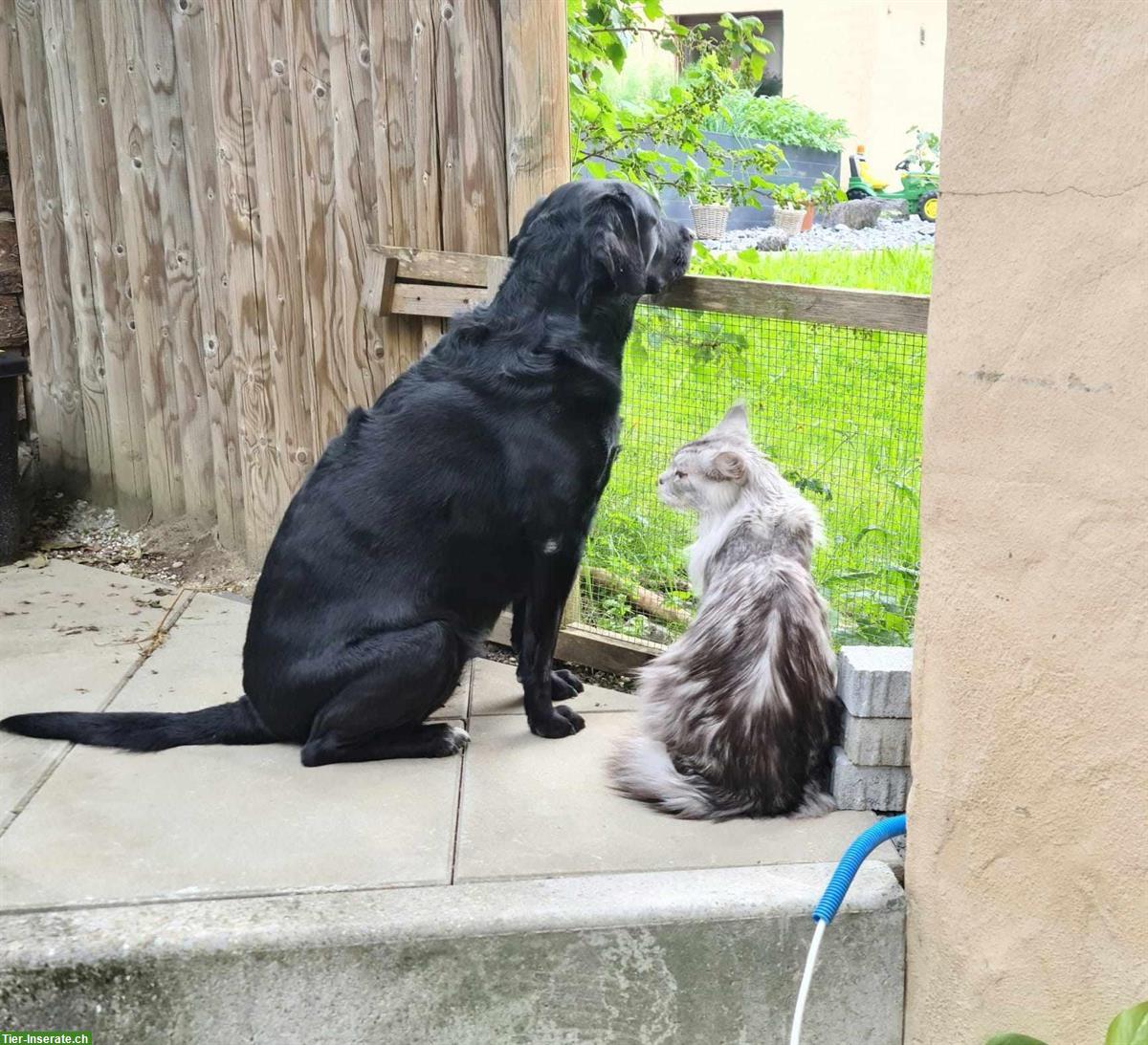 Bild 3: Grauer Maine Coon Kater vermisst, Freienwil AG