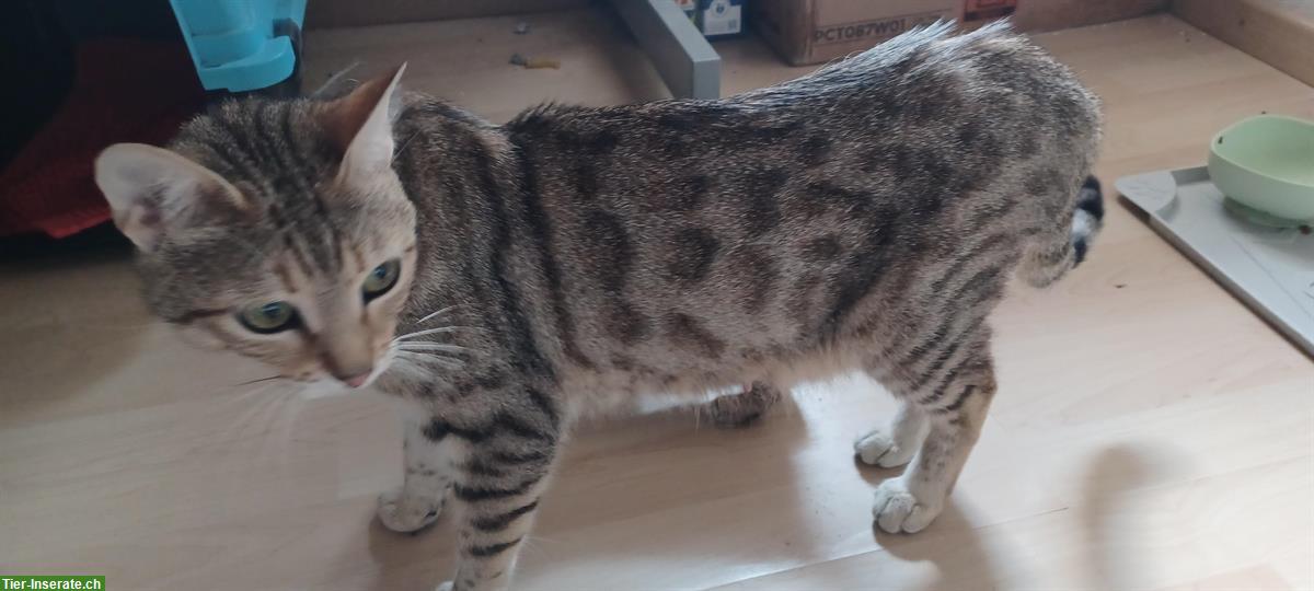 Junge Bengal Mix Büsi abzugeben