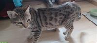 Junge Bengal Mix Büsi abzugeben
