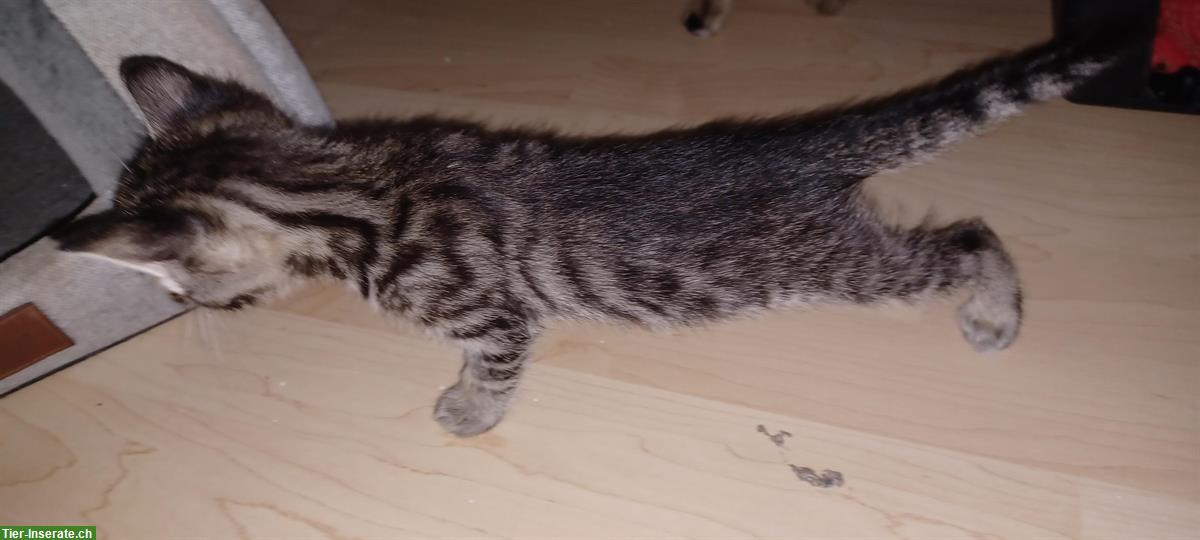 Bild 2: Junge Bengal Mix Büsi abzugeben
