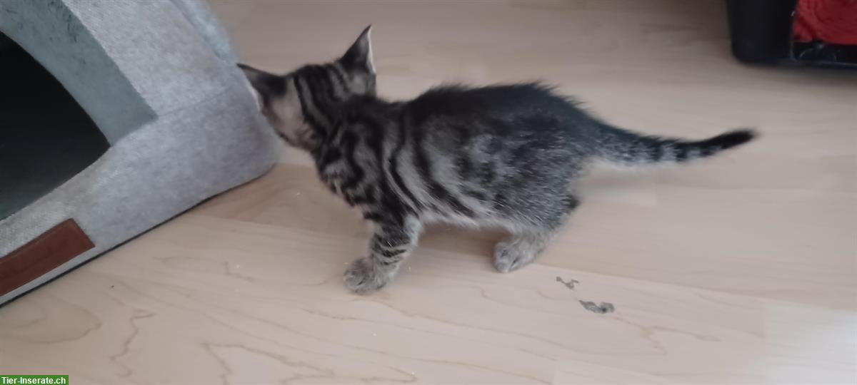 Bild 3: Junge Bengal Mix Büsi abzugeben