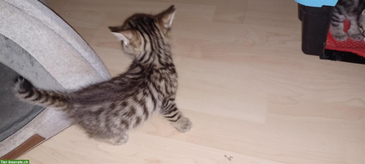 Bild 4: Junge Bengal Mix Büsi abzugeben