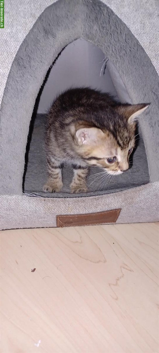Bild 5: Junge Bengal Mix Büsi abzugeben