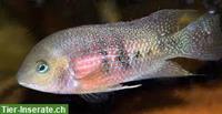 Panamius panamensis | Weinroter Panama-Buntbarsch