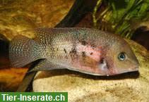 Bild 2: Panamius panamensis | Weinroter Panama-Buntbarsch