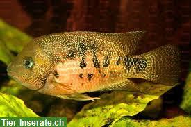 Bild 3: Panamius panamensis | Weinroter Panama-Buntbarsch