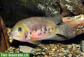 Bild 5: Panamius panamensis | Weinroter Panama-Buntbarsch