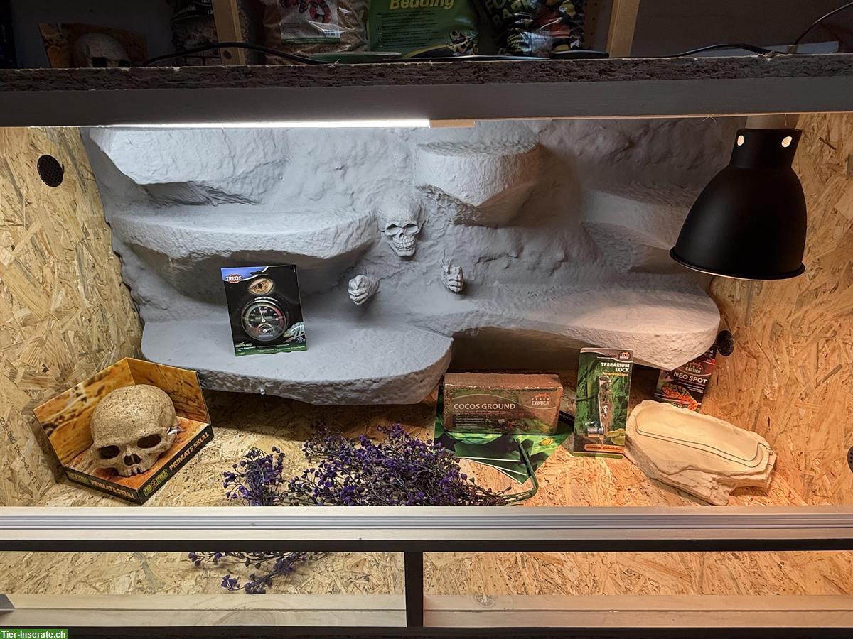 Bild 5: NEU! Terrarium 150x60x60cm inkl. Zubehör