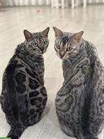 2 reinrassige Bengalen total lieb zusammen abzugeben