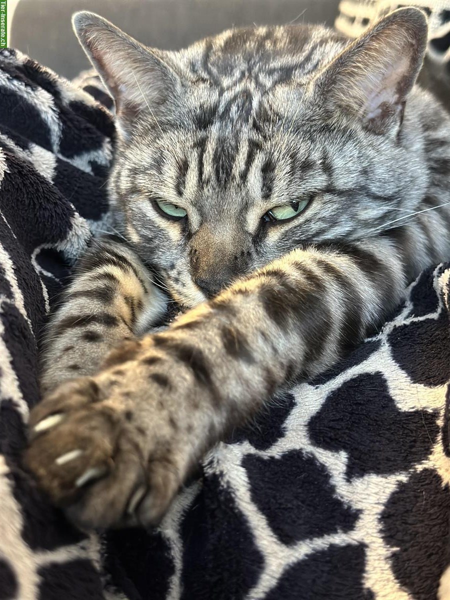 Bild 2: 2 reinrassige Bengalen total lieb zusammen abzugeben