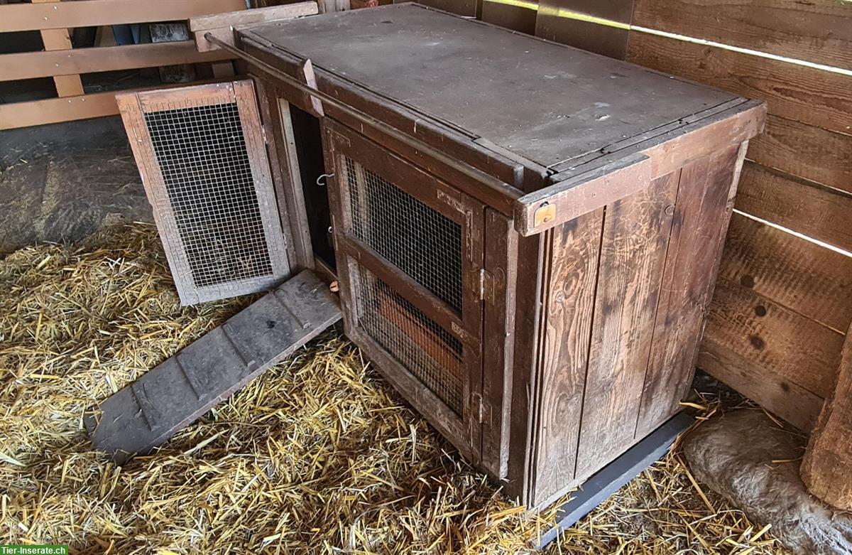 Bild 4: Toller Enten Stall zu verkaufen
