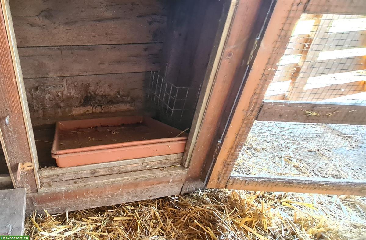 Bild 5: Toller Enten Stall zu verkaufen