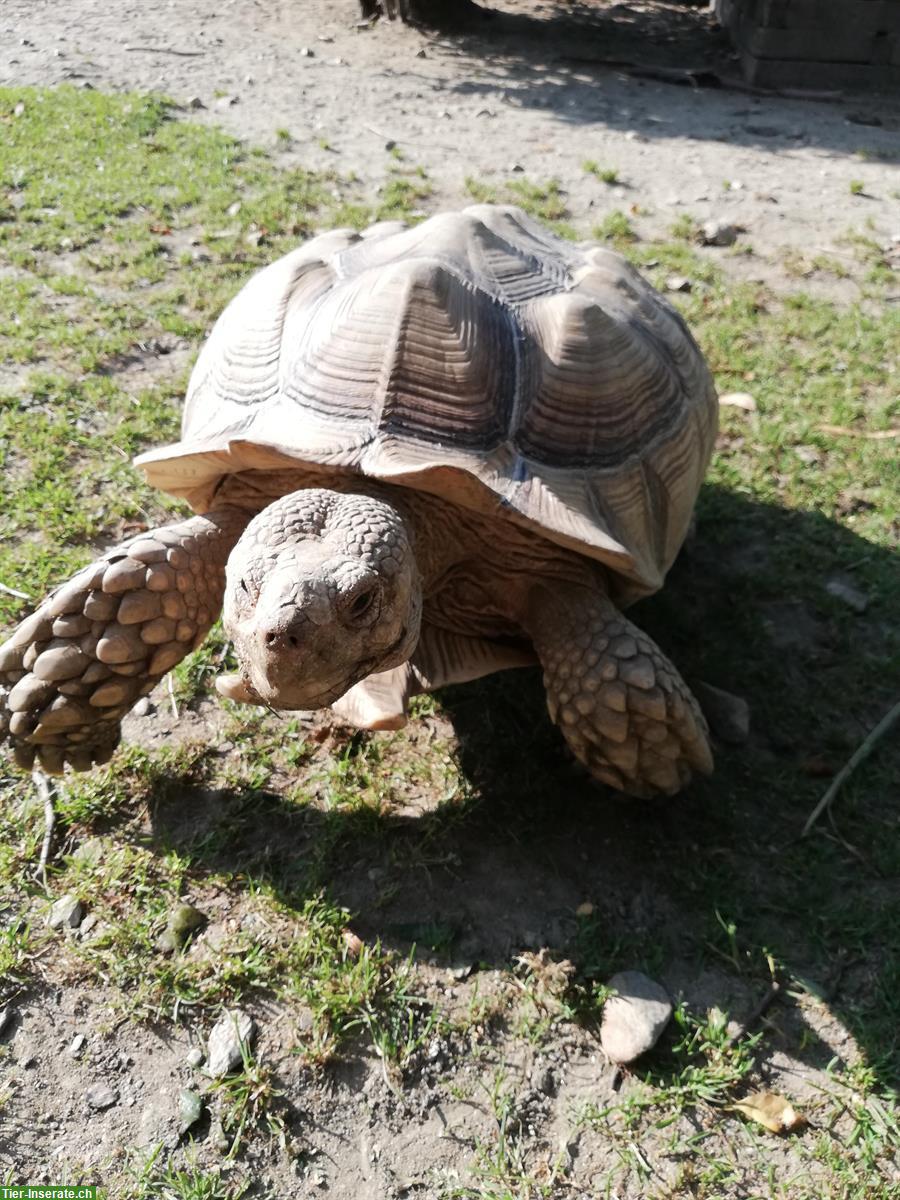 Centrochelys sulcata / Spornschildkröten zu verkaufen