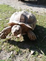 Centrochelys sulcata / Spornschildkröten zu verkaufen