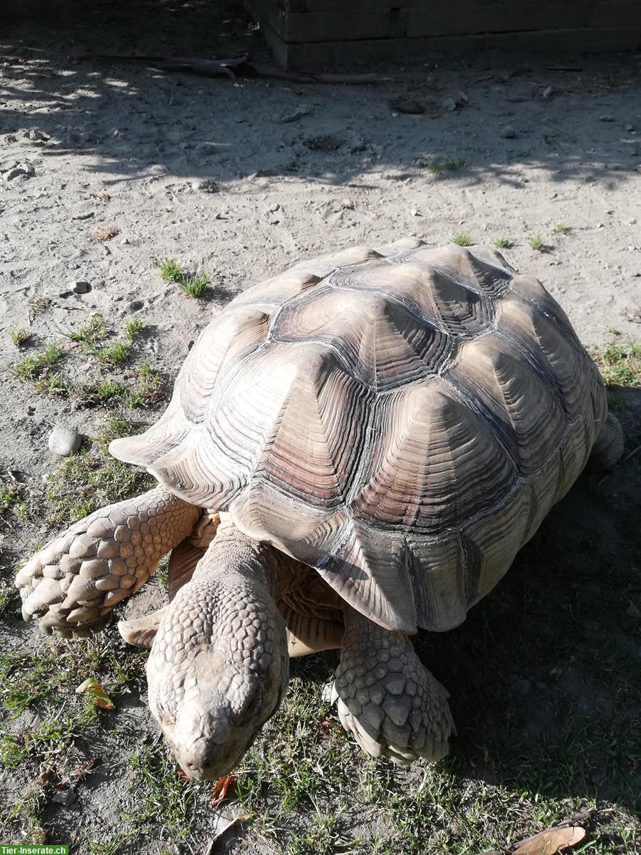 Bild 2: Centrochelys sulcata / Spornschildkröten zu verkaufen