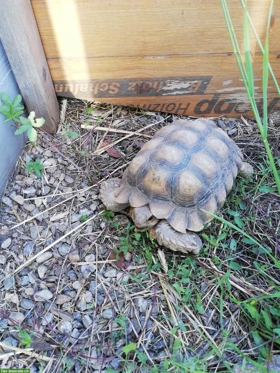 Bild 3: Centrochelys sulcata / Spornschildkröten zu verkaufen
