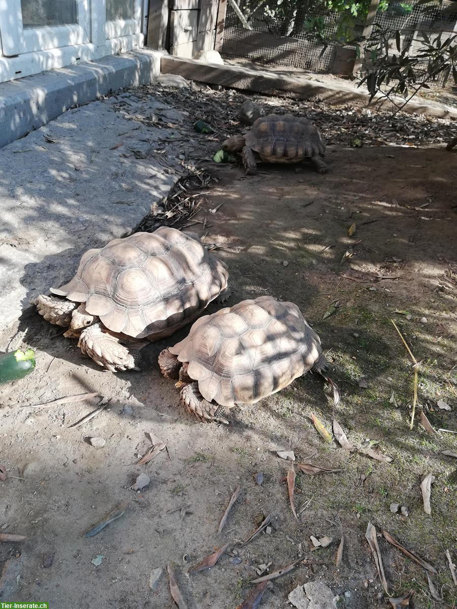 Bild 4: Centrochelys sulcata / Spornschildkröten zu verkaufen