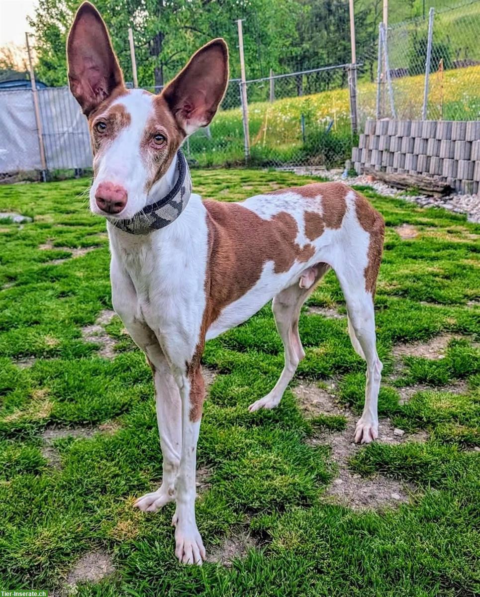 Pepino, lieber Podenco Ibicenco Rüde, 6.5-jährig