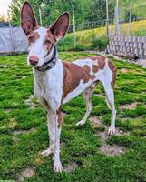 Pepino, lieber Podenco Ibicenco Rüde, 6.5-jährig