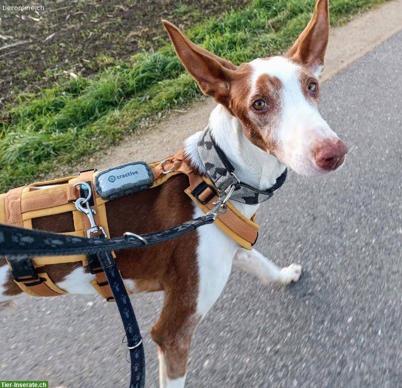 Bild 10: Pepino, lieber Podenco Ibicenco Rüde, 6.5-jährig