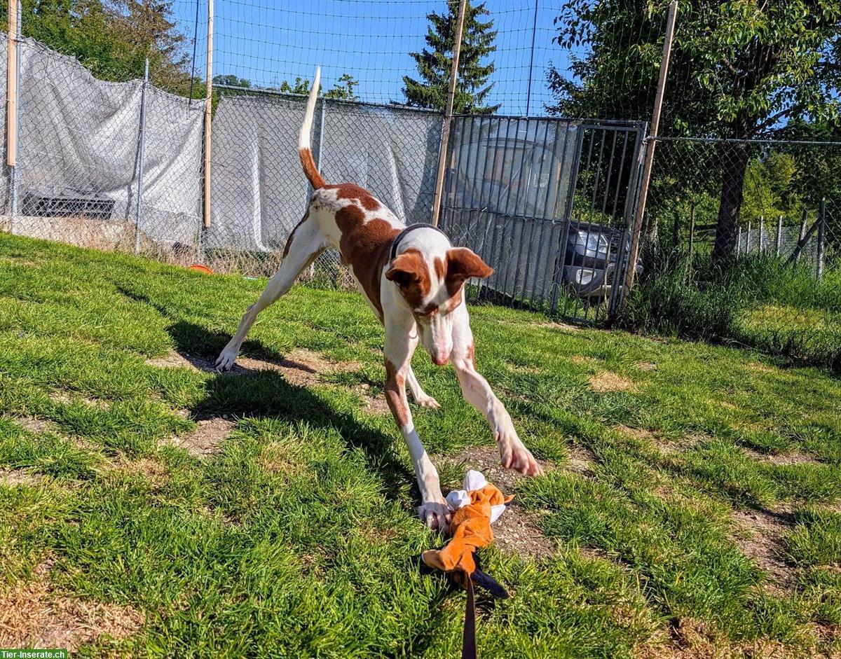Bild 2: Pepino, lieber Podenco Ibicenco Rüde, 6.5-jährig