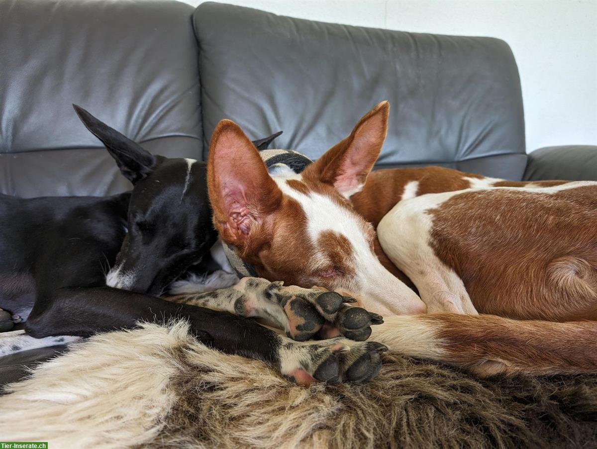 Bild 3: Pepino, lieber Podenco Ibicenco Rüde, 6.5-jährig
