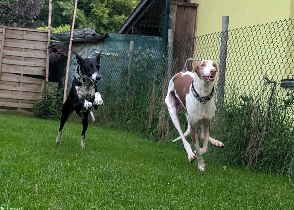 Bild 4: Pepino, lieber Podenco Ibicenco Rüde, 6.5-jährig