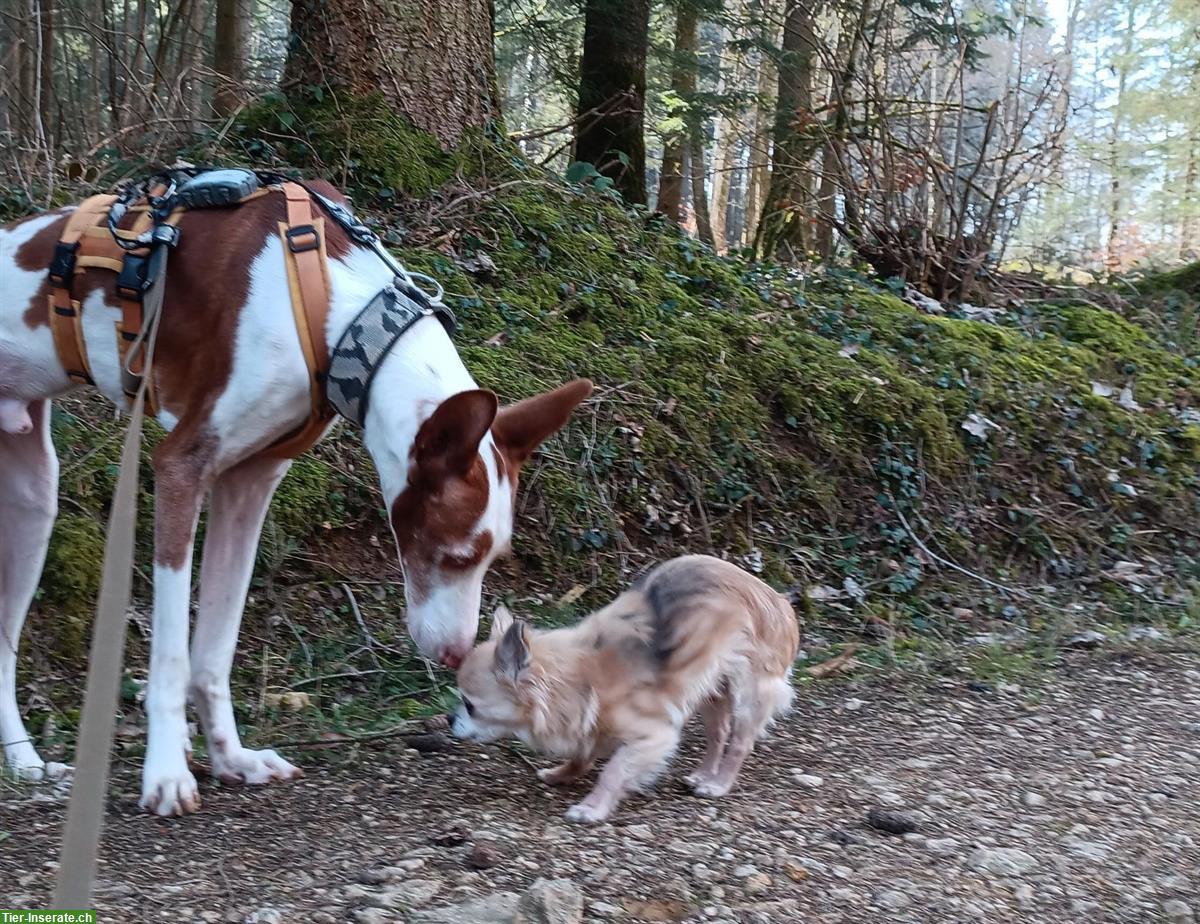 Bild 5: Pepino, lieber Podenco Ibicenco Rüde, 6.5-jährig