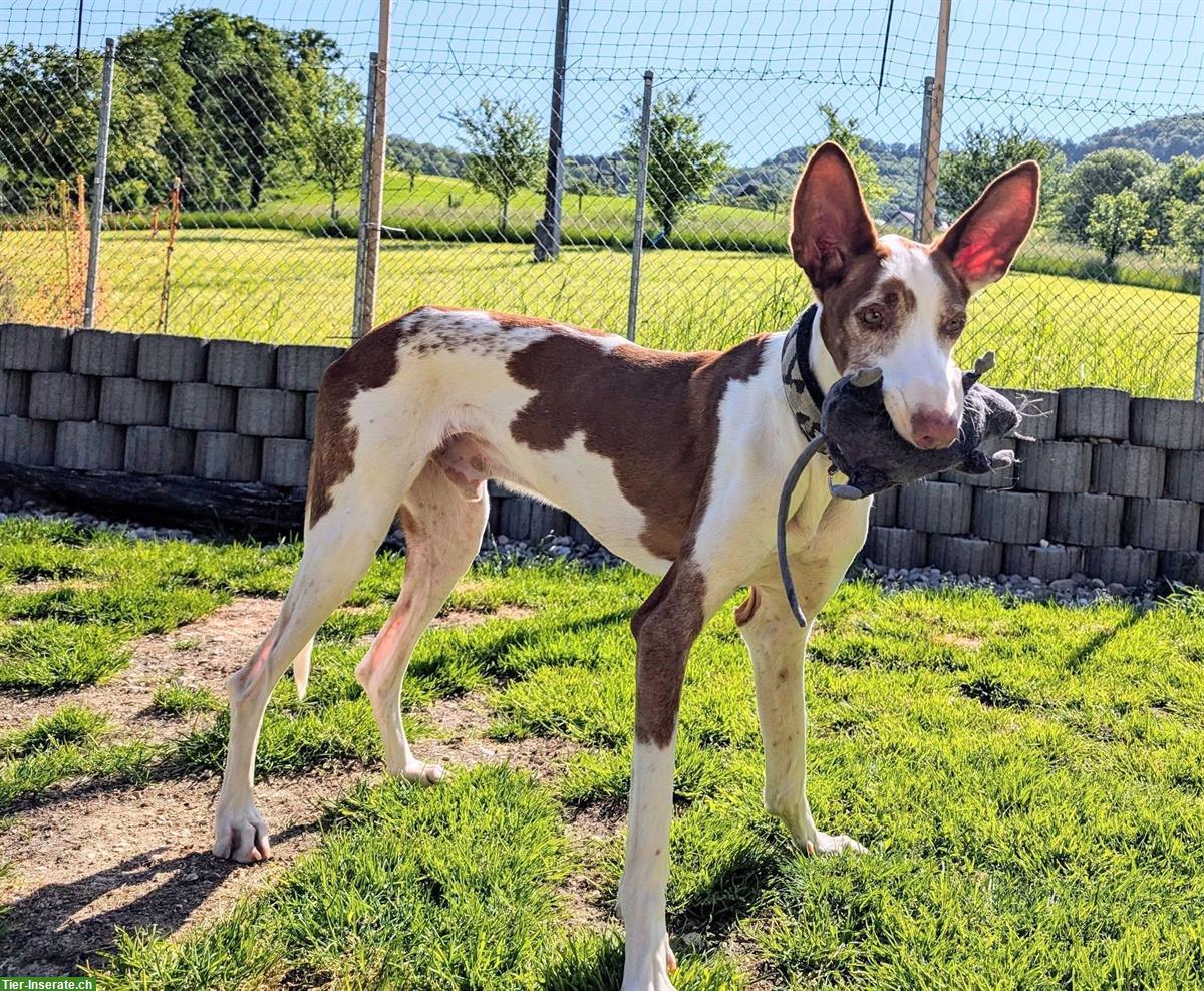 Bild 8: Pepino, lieber Podenco Ibicenco Rüde, 6.5-jährig