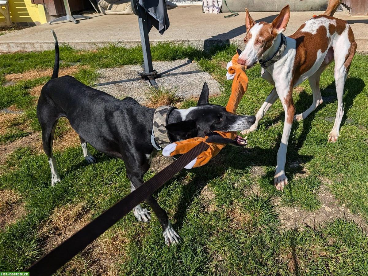 Bild 9: Pepino, lieber Podenco Ibicenco Rüde, 6.5-jährig