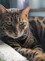 Bengal Kätzin sucht dringend neuen Lebensplatz, sie ist unsauber