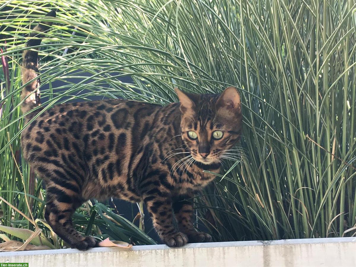 Bild 2: Bengal Kätzin sucht dringend neuen Lebensplatz, sie ist unsauber