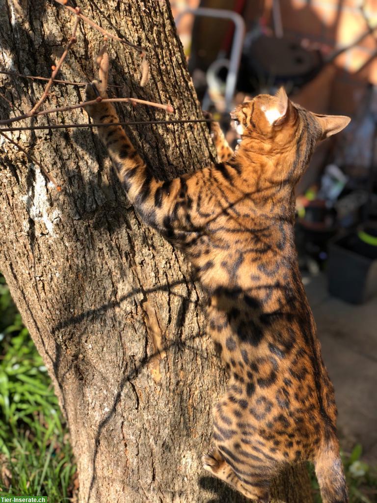 Bild 3: Bengal Kätzin sucht dringend neuen Lebensplatz, sie ist unsauber