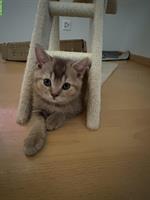 Britisch Kurzhaar Kitten zu verkaufen