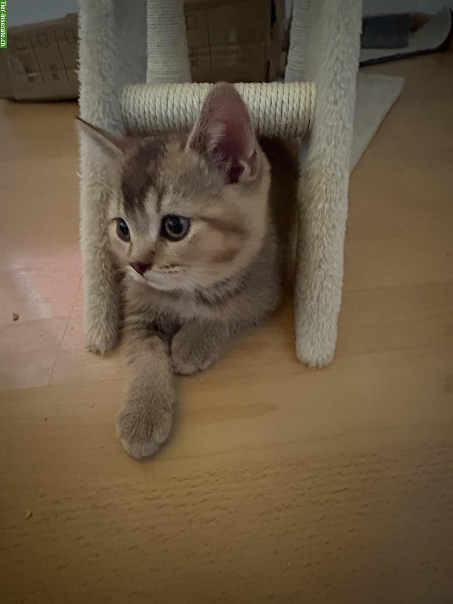 Bild 2: Britisch Kurzhaar Kitten zu verkaufen