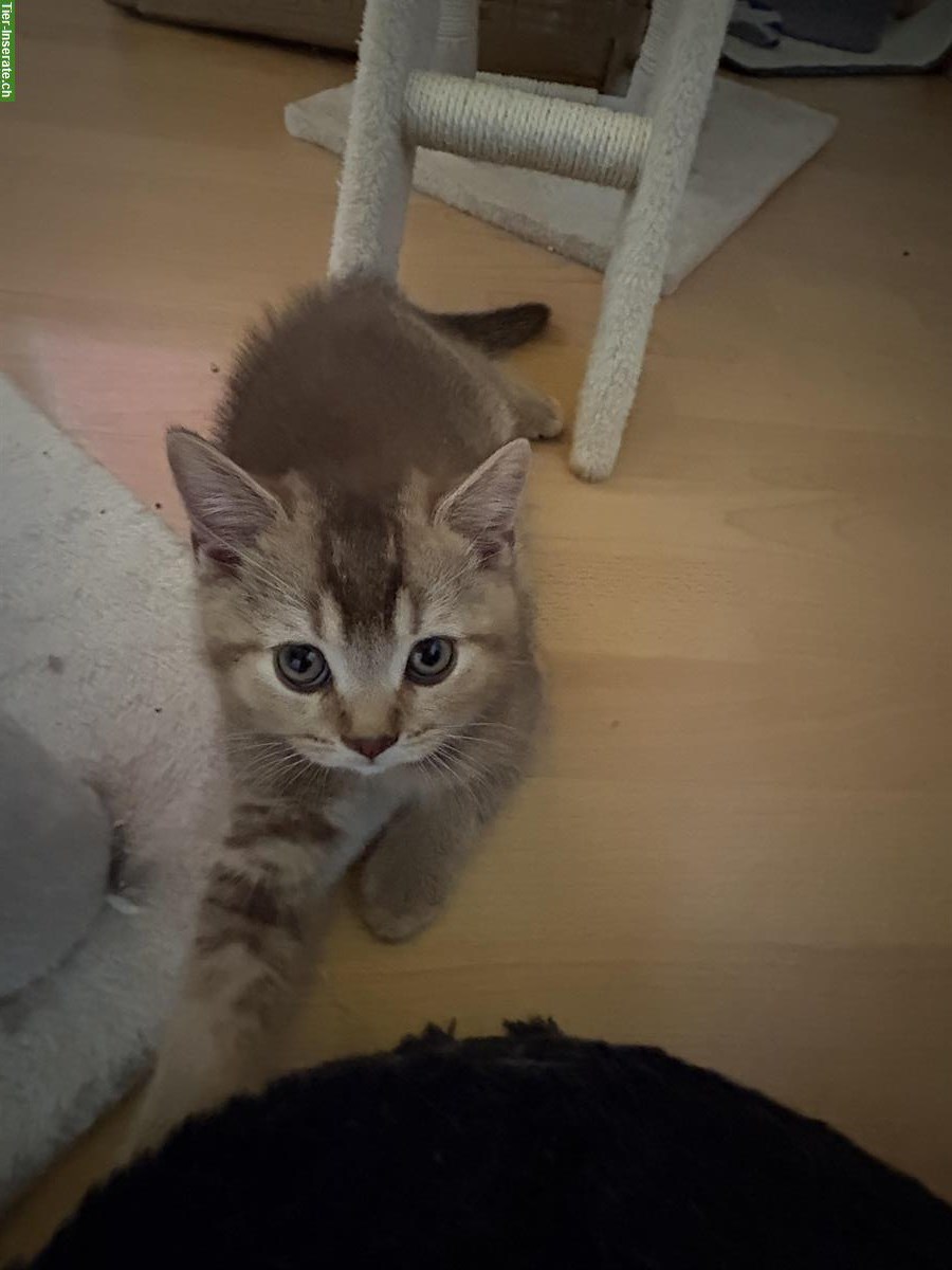 Bild 3: Britisch Kurzhaar Kitten zu verkaufen