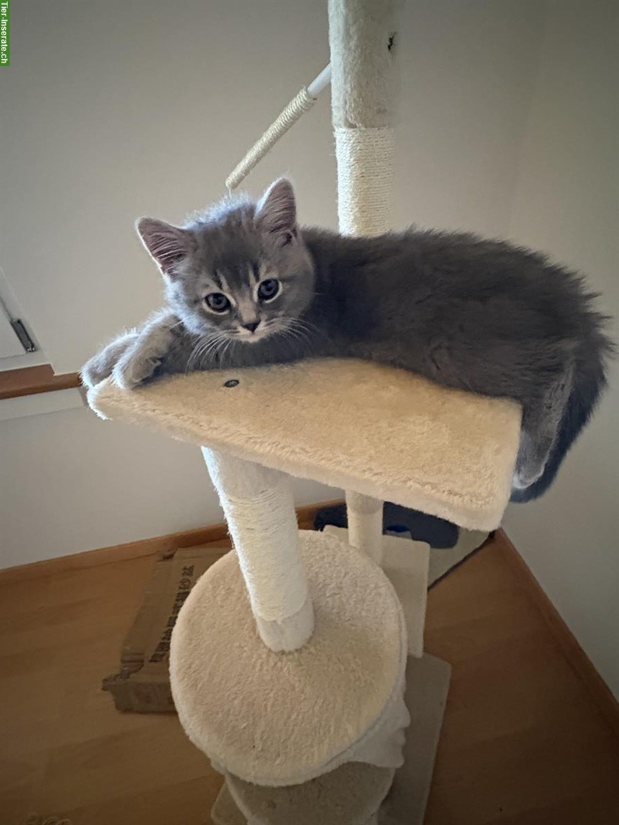 Bild 5: Britisch Kurzhaar Kitten zu verkaufen