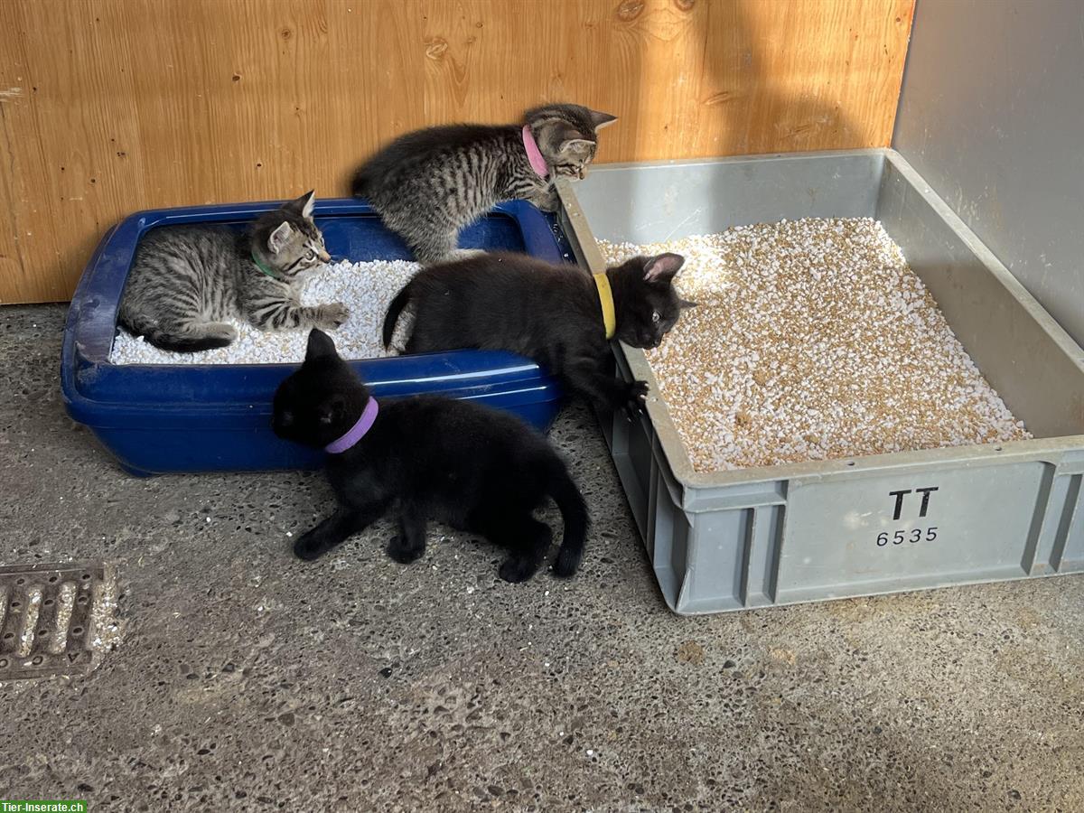 Zwei Katzenbabys weiblich zu verkaufen