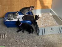 Zwei Katzenbabys weiblich zu verkaufen