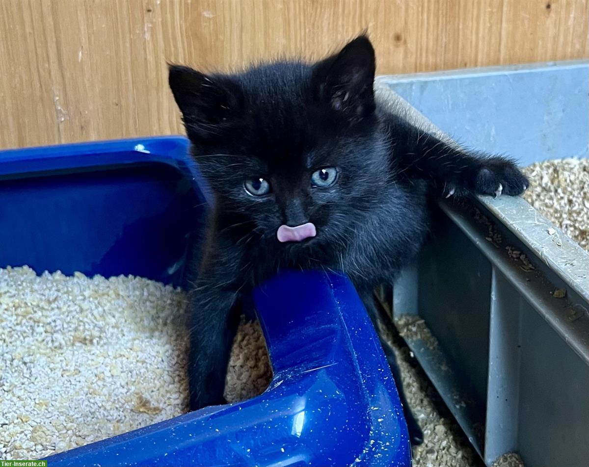 Bild 2: Zwei Katzenbabys weiblich zu verkaufen