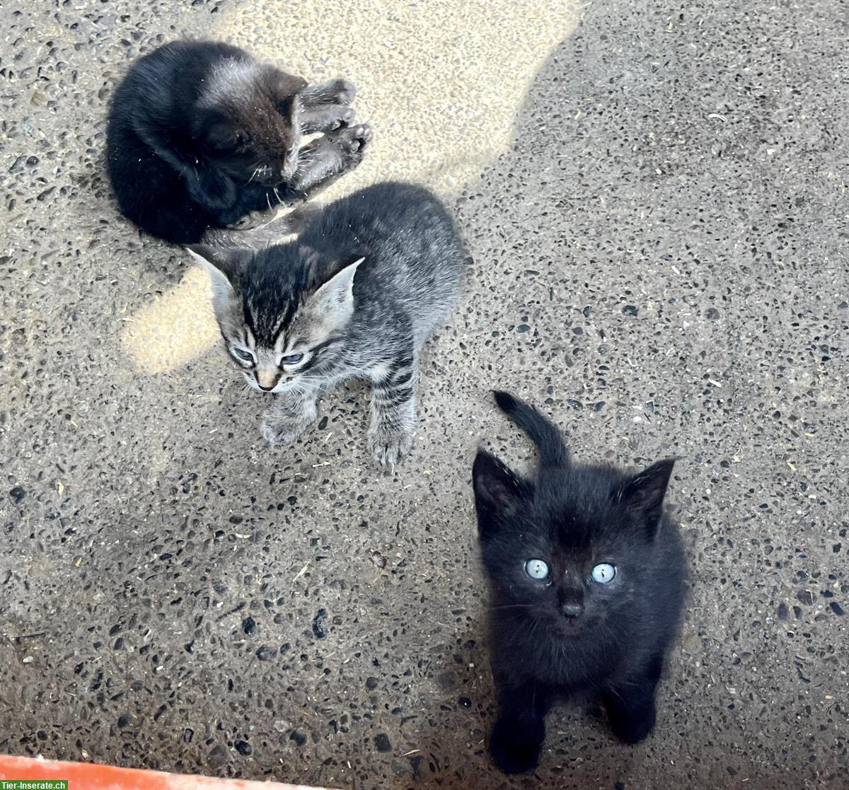 Bild 3: Zwei Katzenbabys weiblich zu verkaufen