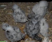 Seidenhuhn Küken weiblich & männlich, spezielle Farben